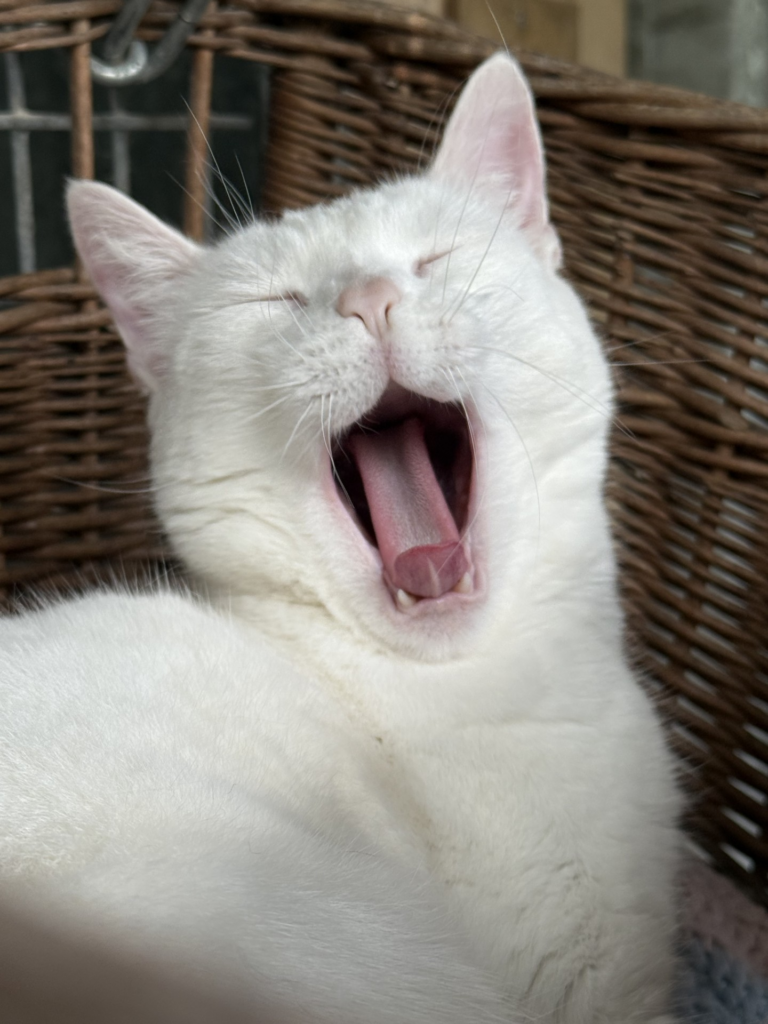 Dierenpension Belle Diertotaal