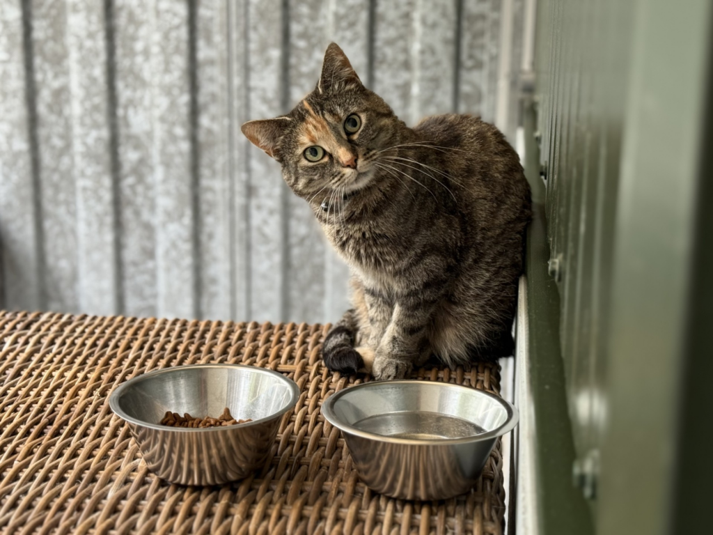 Dierenpension Belle Diertotaal