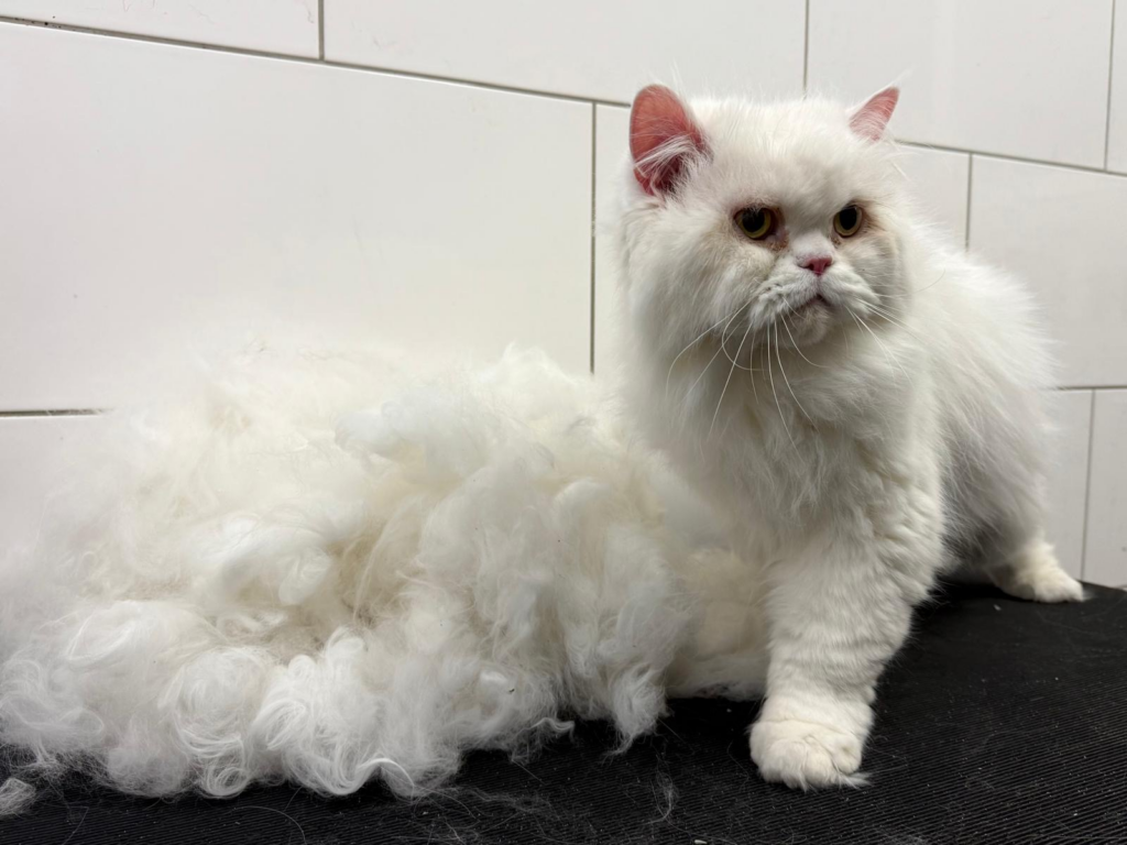 Dierenpension Belle Diertotaal